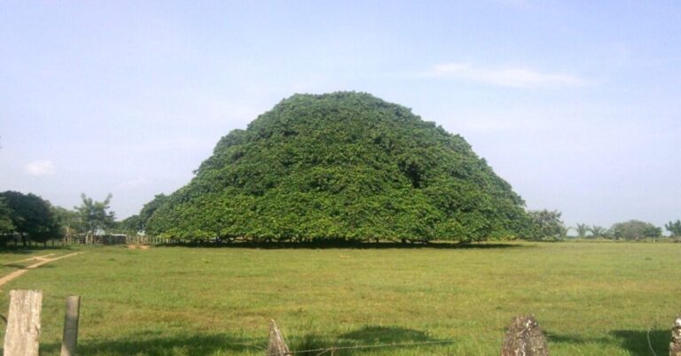 columbia-largest-tree-san-marcos